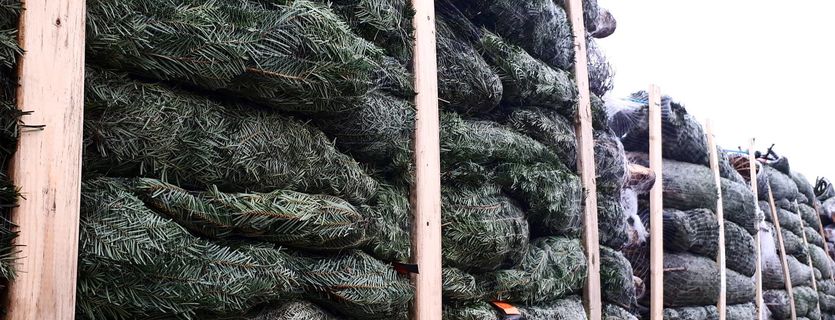 groot assortiment kerstbomen te koop bij Groendekor | Persinfo