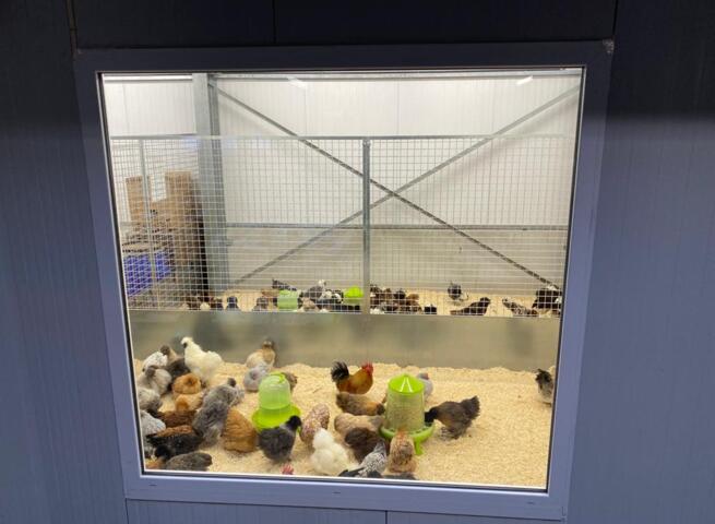 Vanaf nu kippen bij tuincentrum Groendekor | Persinfo