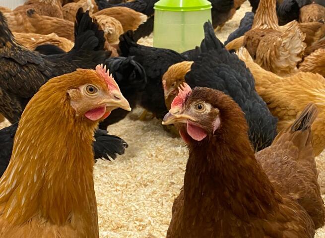 regering Manier probleem Vanaf nu kippen te koop bij tuincentrum Groendekor | Persinfo