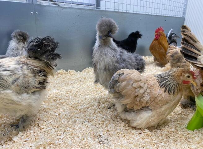 Analytisch Gevlekt Dhr Vanaf nu kippen te koop bij tuincentrum Groendekor | Persinfo