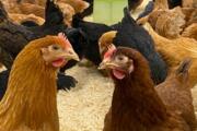vangst Maak een bed hengel Vanaf nu kippen te koop bij tuincentrum Groendekor | Persinfo